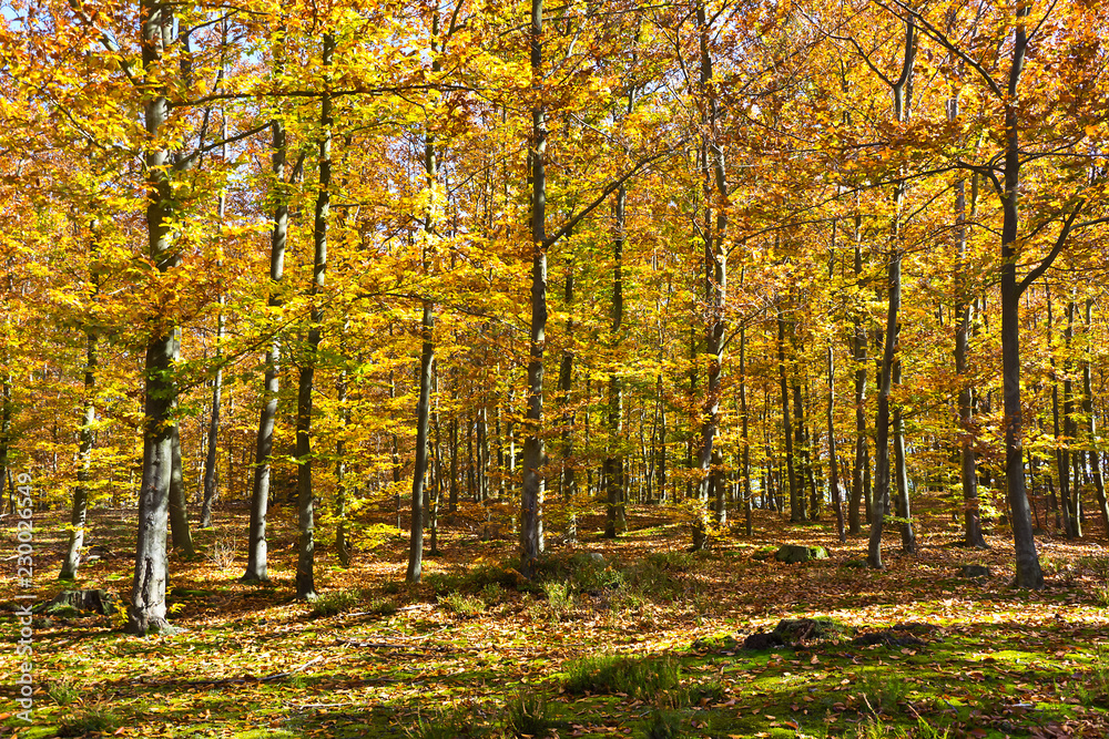 Obraz premium Las w pięknych kolorach jesieni w słoneczny dzień.