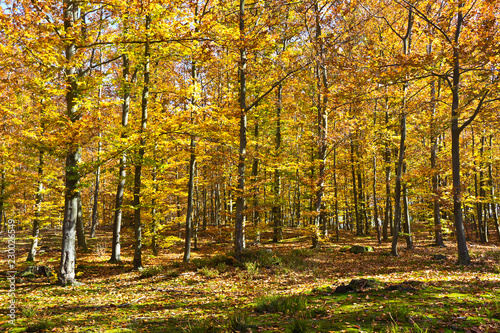 Forest in the beautiful autumn colors on a sunny day.