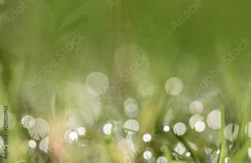Bokeh background dew drops on grass.