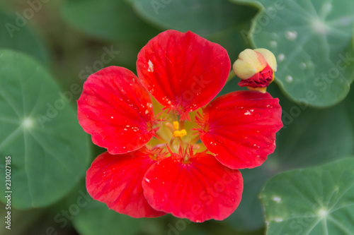 Spring flower in Japan