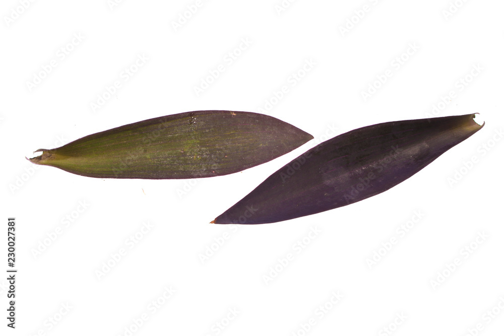 plant leaf isolated on white background plant leaf isolated on white background