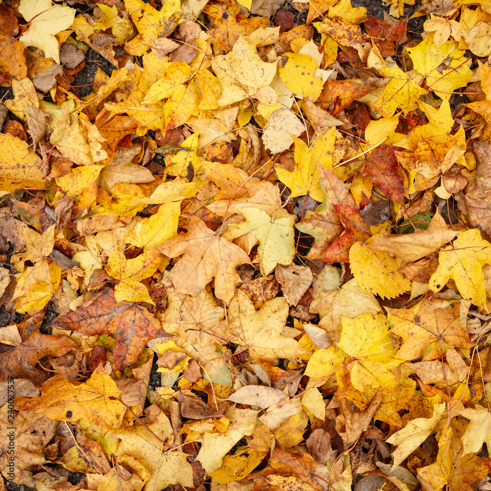 Closeup of beautiful colorful bright autumn lying on the ground. A bouquet of colorful leaves of red, yellow, red, green, orange. Flat lay. Autumn concept Closeup of beautiful colorful bright autumn lying on the ground. A bouquet of colorful leaves of red, yellow, red, green, orange. Flat lay. Autumn concept
