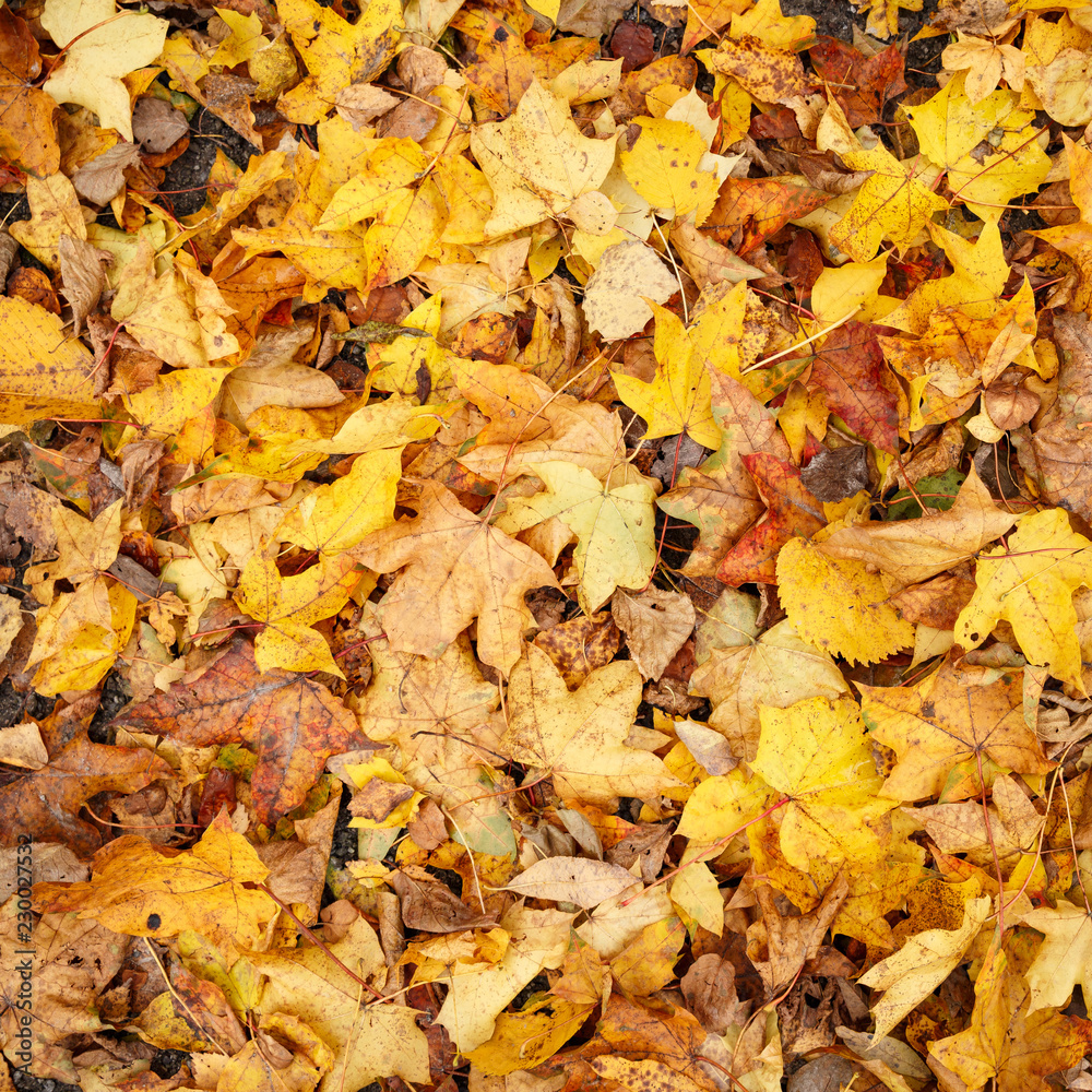 Closeup of beautiful colorful bright autumn lying on the ground. A bouquet of colorful leaves of red, yellow, red, green, orange. Flat lay. Autumn concept