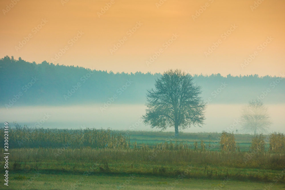 Sunrise over the field in the early misty morning Sunrise over the field in the early misty morning