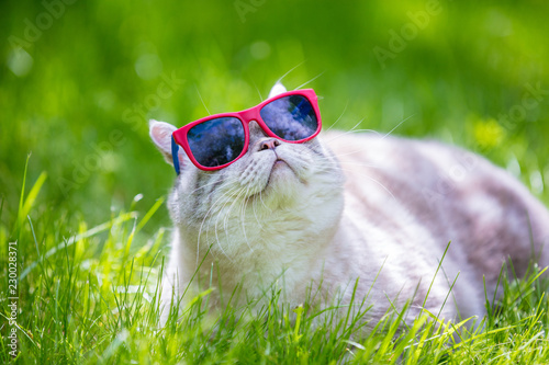 Fototapeta Naklejka Na Ścianę i Meble -  Cat wearing sunglasses lies on the grass in summer sunny day