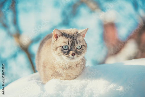 Fototapeta Naklejka Na Ścianę i Meble -  Cute Siamese Cat walking in the deep snow