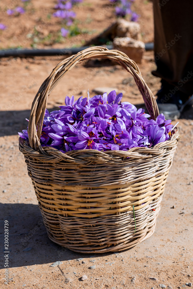 Collection of saffron, with a wicker basket Collection of saffron, with a wicker basket