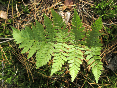 Fern forest leaves moss nature plant 