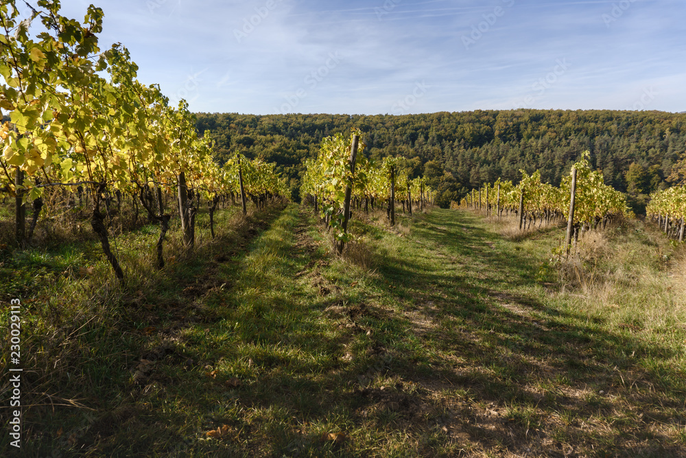 Naklejka premium vineyard on a sunny day