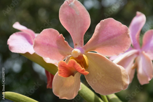 Orchid flower Spring