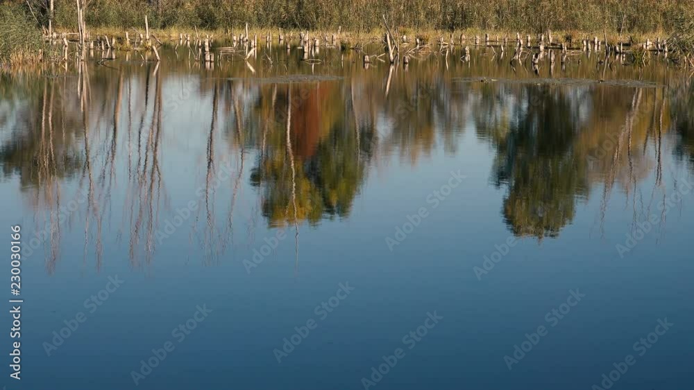 reflection of forest trees on the surface of the water in the river. reflection of forest trees on the surface of the water in the river.