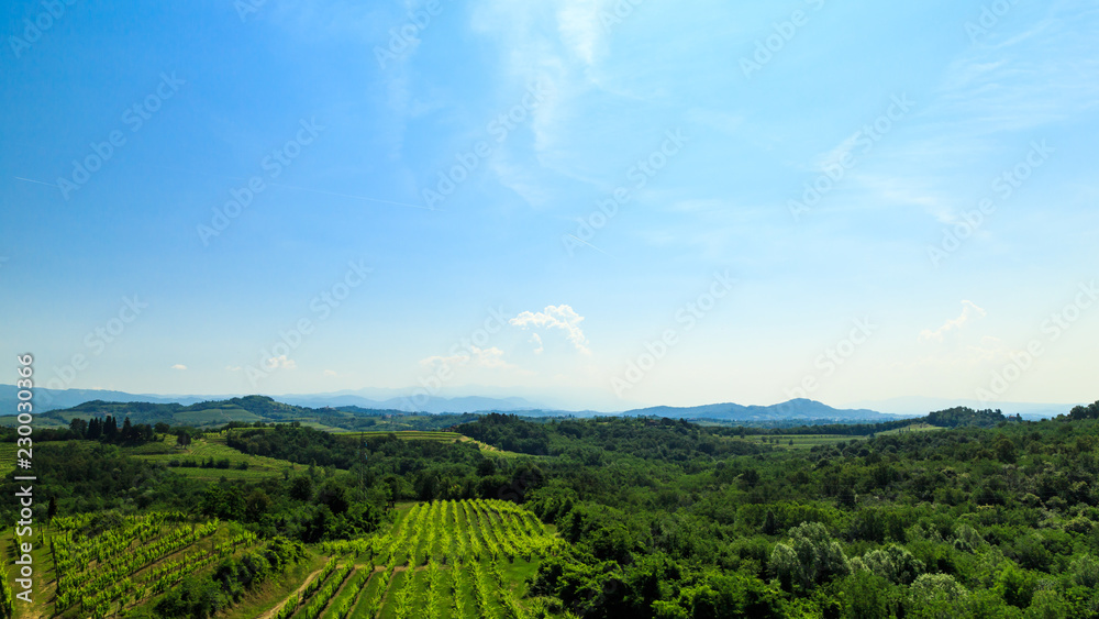 The fields of Friuli Venezia-Giulia cultivated with grapevines The fields of Friuli Venezia-Giulia cultivated with grapevines