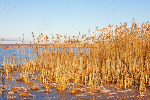 Beautiful winter day at a reedbed photo