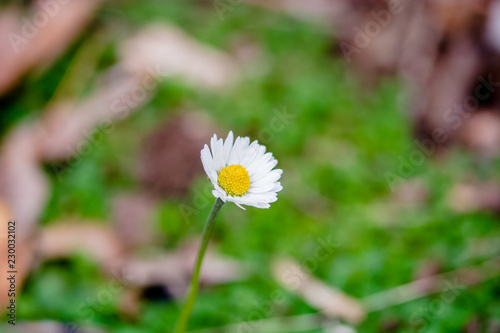 wildflower white