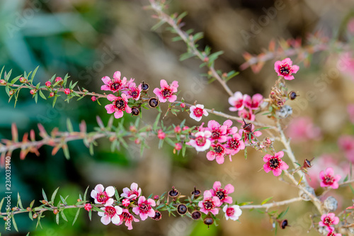 Manuka honey flower tea tree