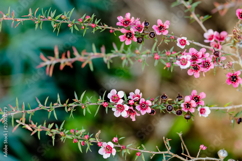 Manuka honey flower tea tree