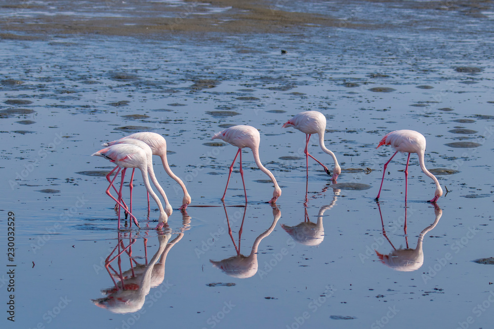 Fototapeta premium Greater Flamingos ( Phoenicopterus ruber roseus) eating with reflection on the surface, Walvis bay, Namibia.