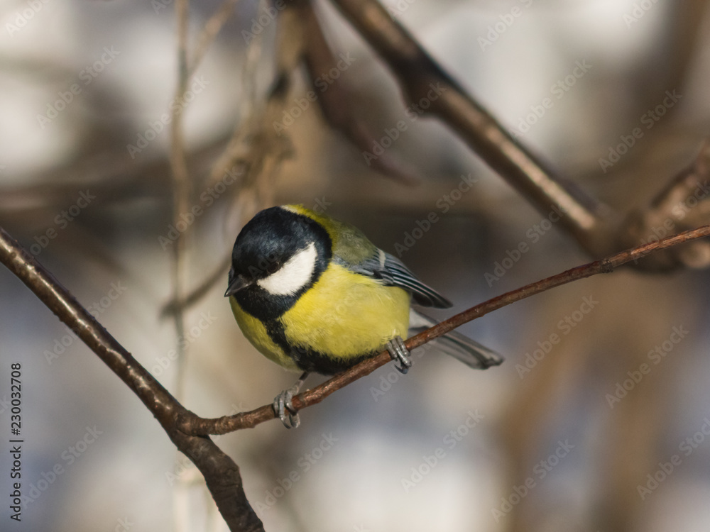 Great tit, Parus Major, close-up portrait on branch with bokeh background, selective focus, shallow DOF Great tit, Parus Major, close-up portrait on branch with bokeh background, selective focus, shallow DOF