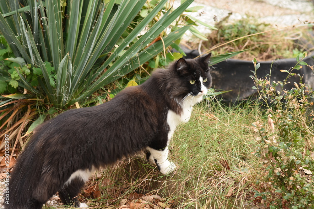 Obraz premium cat 
