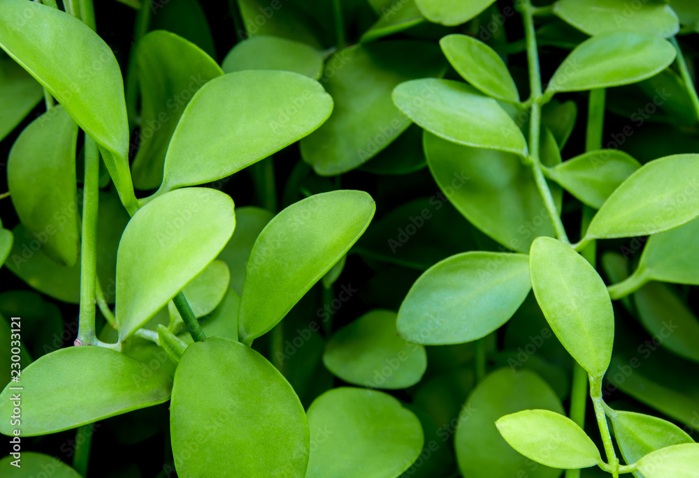 Surface texture on Dave leaves of ornamental plant background and texture Surface texture on Dave leaves of ornamental plant background and texture