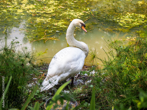 White swan standing beside a pond  Singapore Botanic Gardens