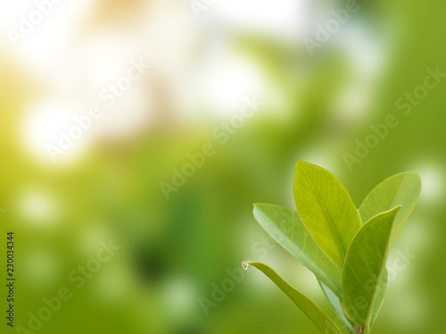 macro of green soft leaf plant is on green blurred background -can be used montage for your graphic design wallpaper and free space for your text