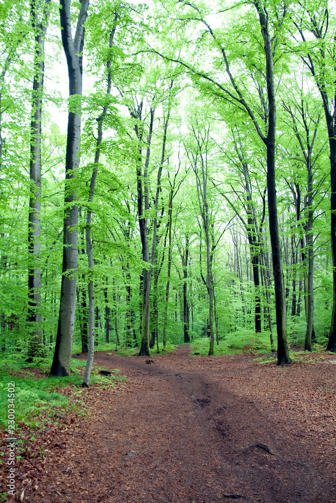 Fototapeta premium path in the forest