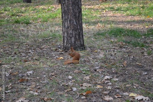 autumn squirrel