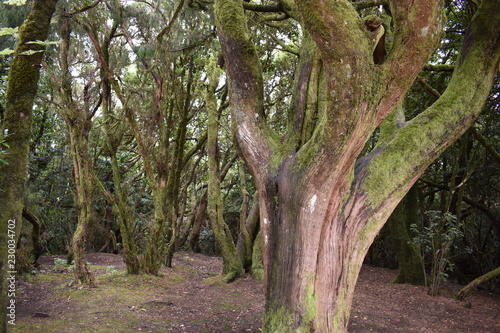 Beautiful laurel forest in the north of Tenerife in the Anaga Mountains