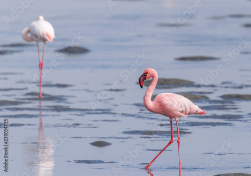 Lesser Flamingo (Phoenicopterus minor), Walvis Bay, Namibia.