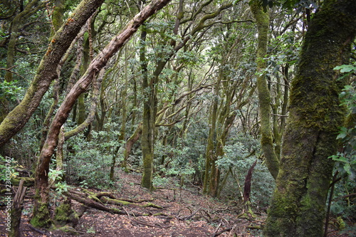 Beautiful laurel forest in the north of Tenerife in the Anaga Mountains