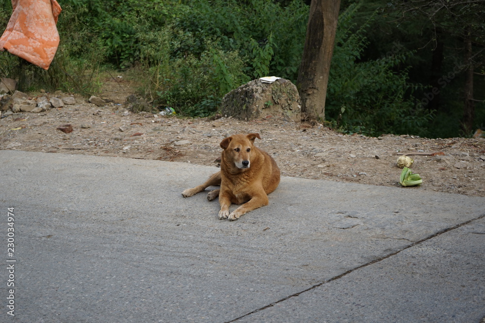 Naklejka premium Stray Dog