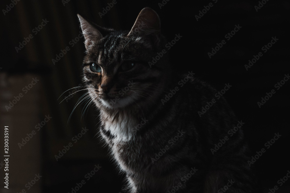 kitten with mottled coloring on black background