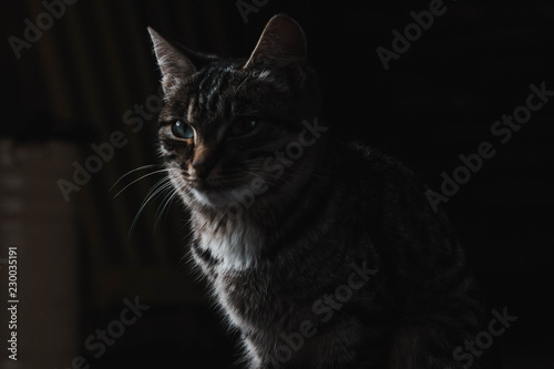 kitten with mottled coloring on black background