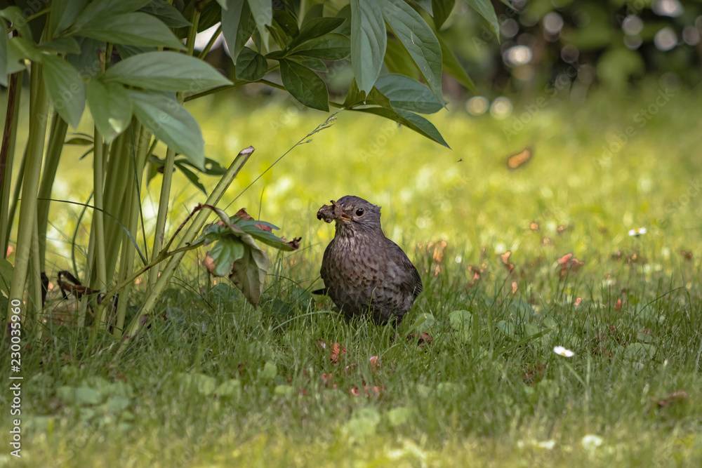 Fototapeta premium portrait of cute female mother blackbird carrying maggot in her beak to her babies 