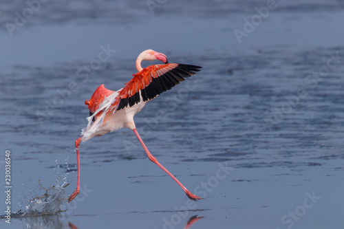 Greater Flamingo ( Phoenicopterus ruber roseus) running over water, Walvis bay, Namibia.