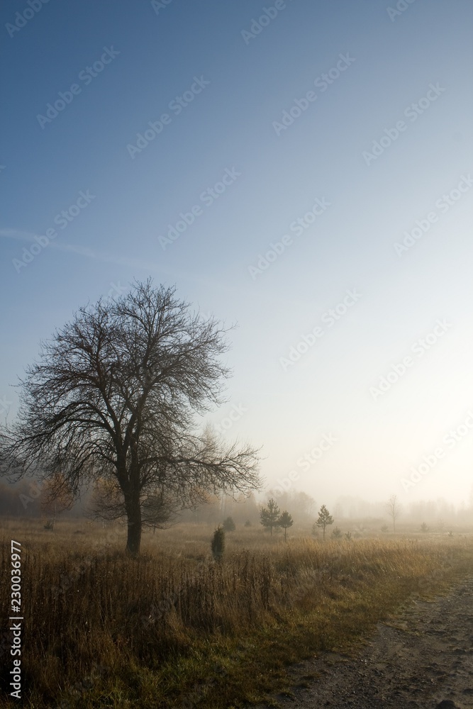 tree in fog