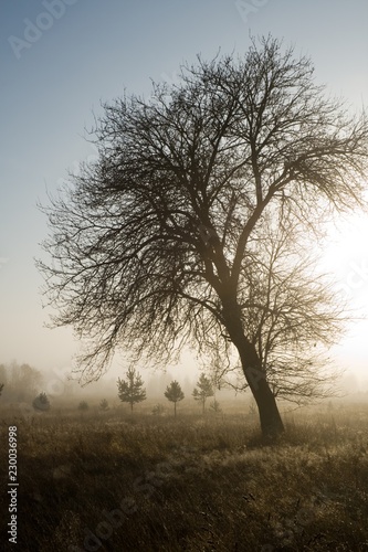 Wallpaper Mural tree in fog Torontodigital.ca