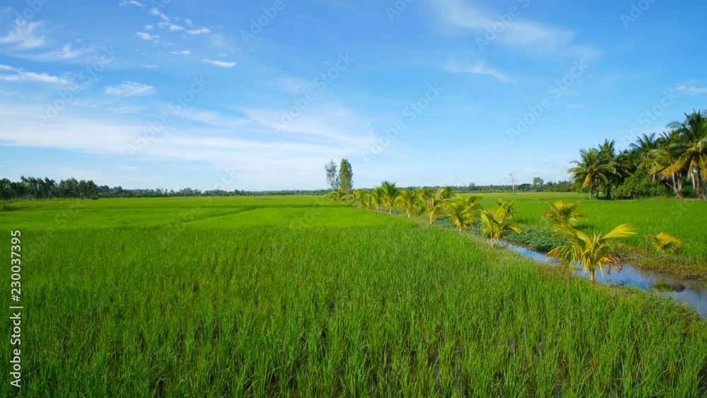 Landscape of a beautiful green field with rice stalks swaying in the wind. Landscape of a beautiful green field with rice stalks swaying in the wind.