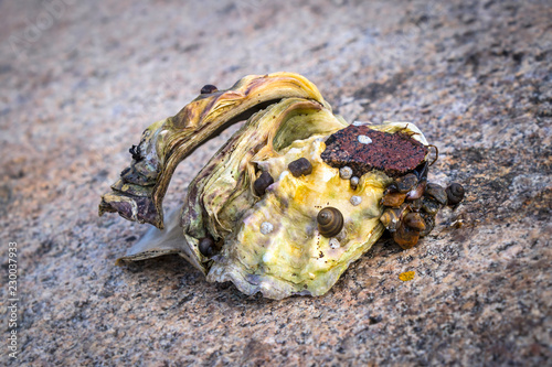 Seafood, natural oyster, Sweden photo