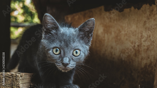 Fototapeta Naklejka Na Ścianę i Meble -  Little Kitten discovers the World
