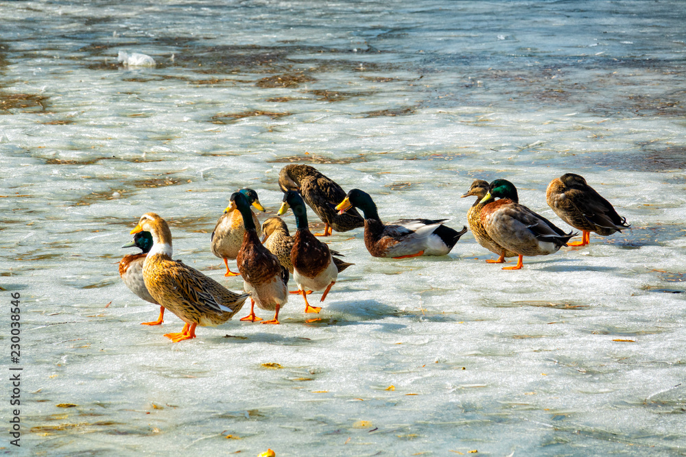 Naklejka premium Wild Ducks enjoying winter sunshine on the icy lake at Imperial Grand View Garden. Beijing, China.