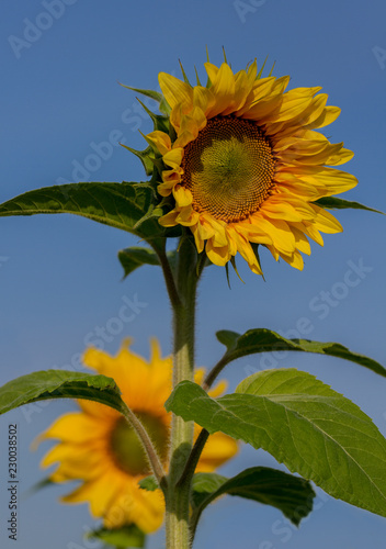Fototapeta Naklejka Na Ścianę i Meble -  Big sunflower in sunny day.