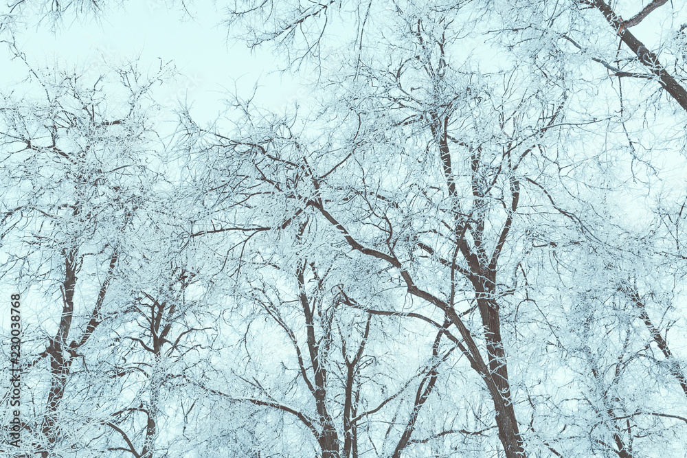 Snow-covered treetops against the gray winter sky. Snow-covered treetops against the gray winter sky.