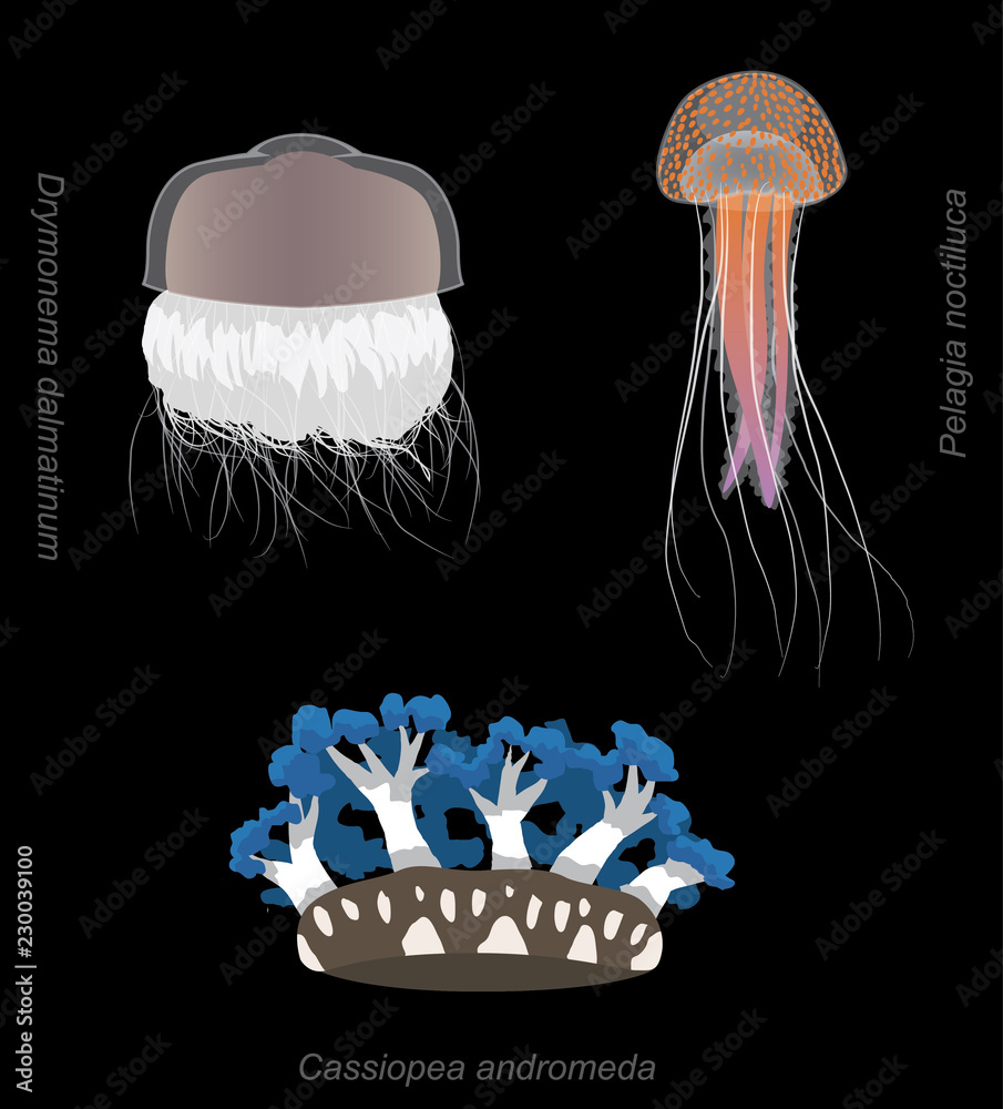 Fototapeta premium Meduza Stinger zestaw ilustracji wektorowych kreskówka Pelagia