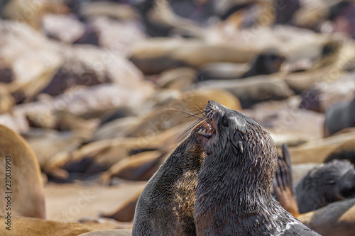A brown fur seal (Arctocephalus pusillus) showing his teeth, Cape Cross, Namibia.