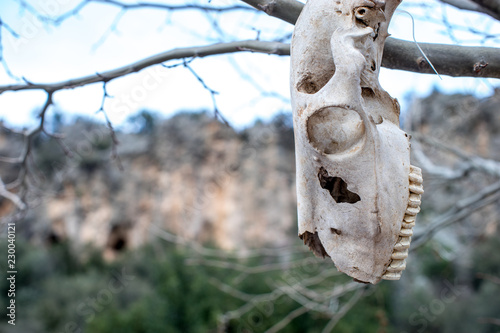 animal skull