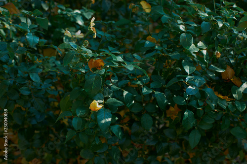 withered leaves