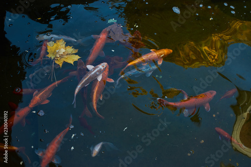 autumn Golden koi fish 