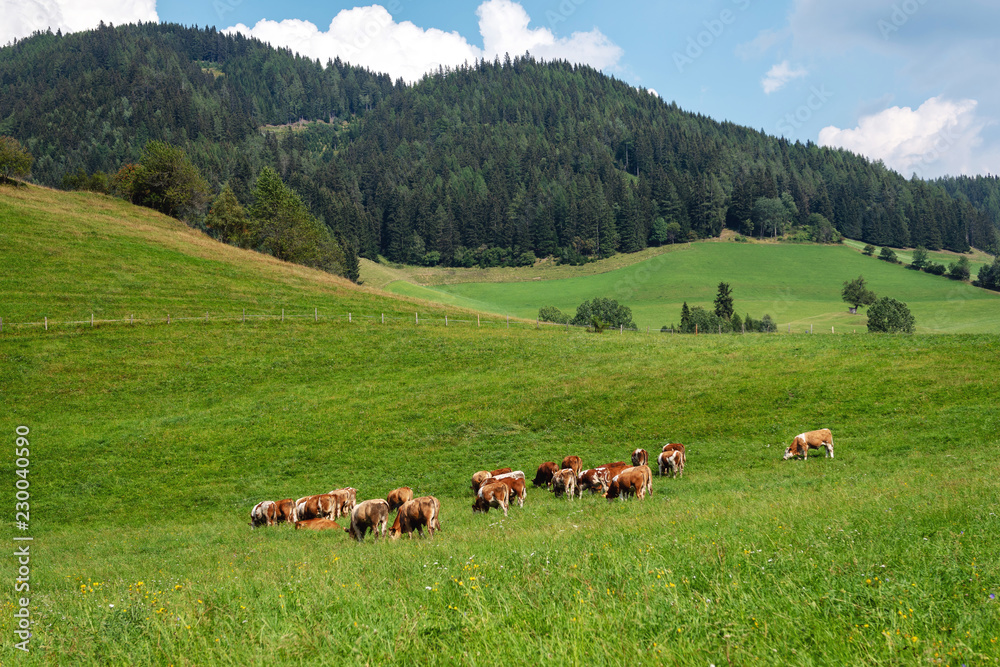Austria. Cows on a green alpine pasture on a summer day, blue sky, mountain landscape.
